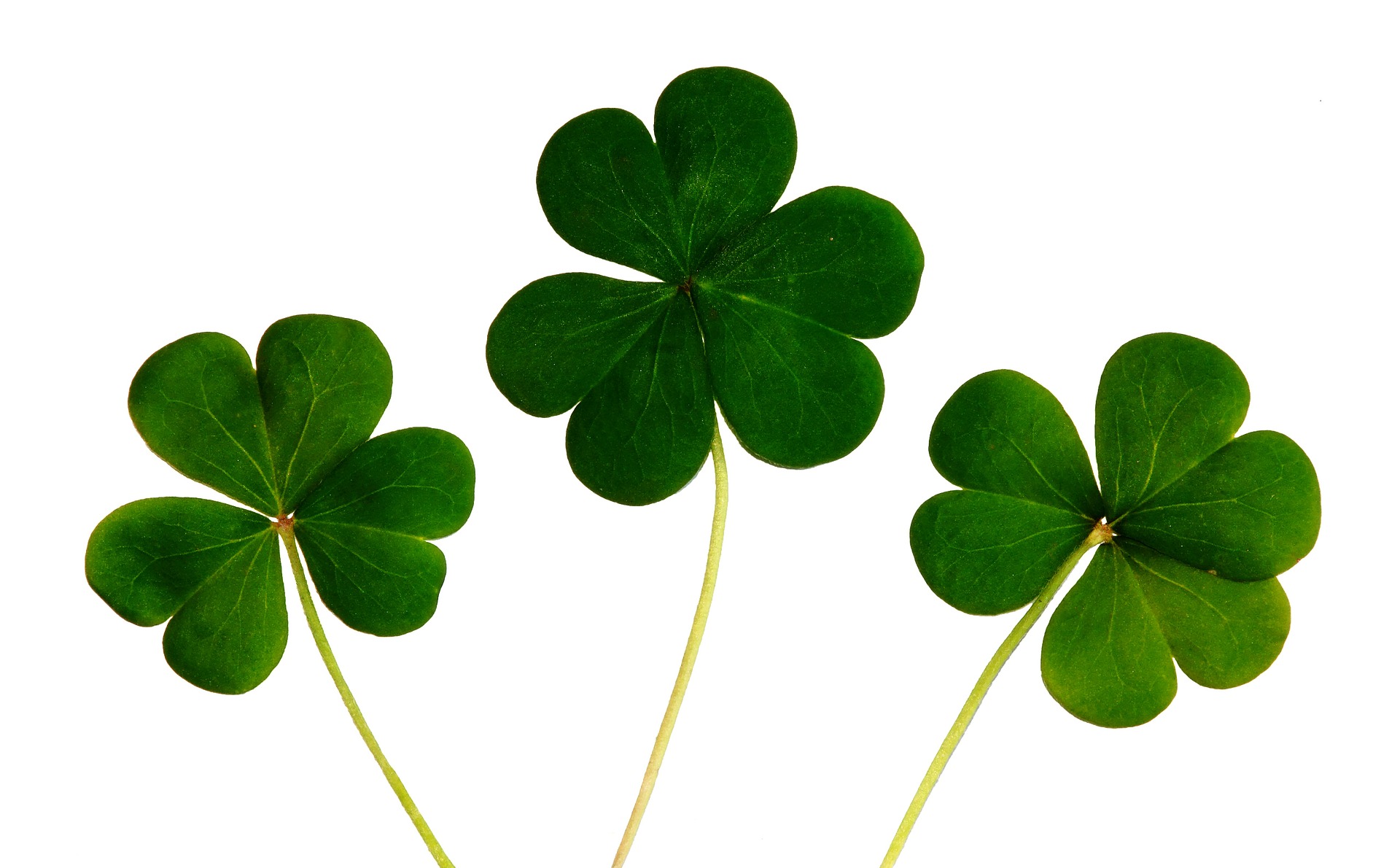St Patrick's Day pub quiz logo